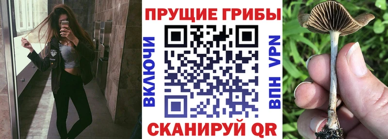 Галлюциногенные грибы Psilocybine cubensis  закладка  Томск 